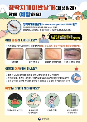 청딱지.jpg