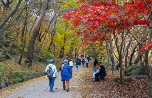 단풍.jpg