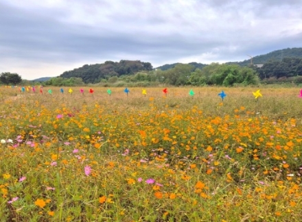 제3회 여주 대신섬 가을사랑 축제 개막…가을바람 따라 알록달록 바람개비 물결