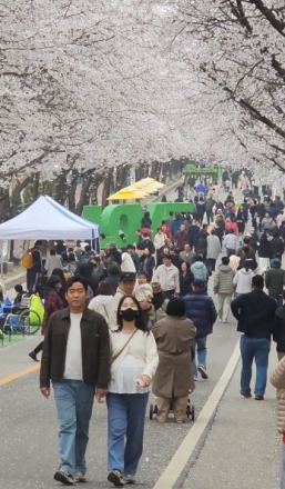 제10회 여주흥천남한강벚꽃축제 43만명 방문, 역대 최고 성과 달성