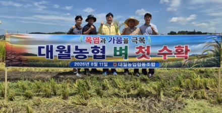 폭염과 가뭄속에 대월농협 벼 첫수확