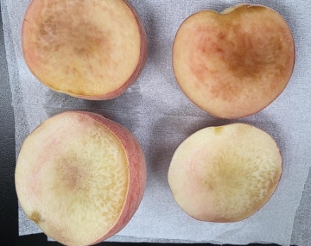 여름철 고온에 따른 복숭아 수침상과육갈변증 발생 주의