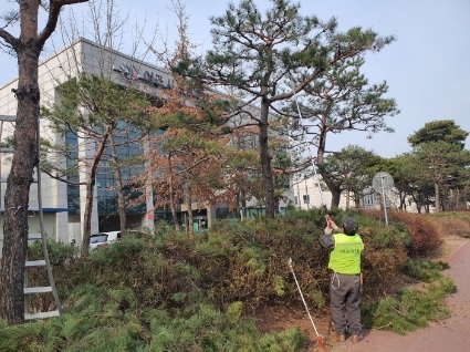걷고싶은거리 소나무 전정사업 추진...