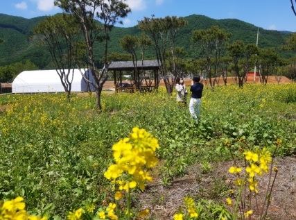 여주시 산북면, ‘유채꽃 향기’ 바람에 날리고