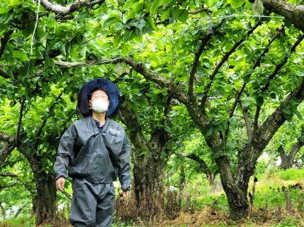 여주시, 과수화상병 예찰 총력