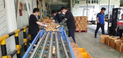 대월농협 감자 판매 총력으로 농가에 신바람!