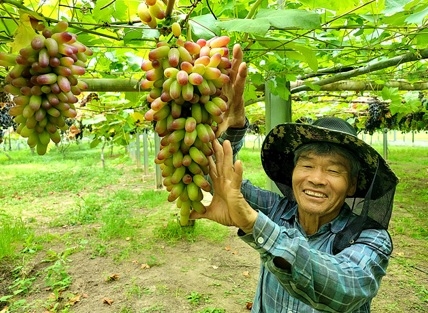 여주 오감체험농장, 달콤한 포도가 주렁주렁~