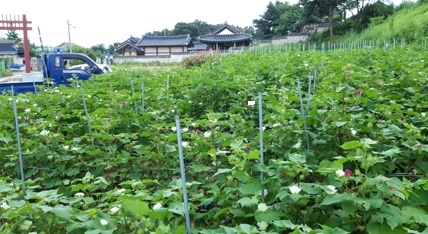 능서면 번도2리 “목화탐방로 조성하여 문익점 뜻 기리자”