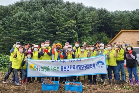용문면지역사회보장협의체,‘사랑나눔농장 고구마 수확 ’구슬땀 흘려