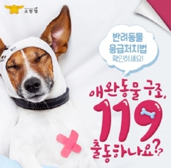 여주소방서, 반려동물 응급처치는 이렇게