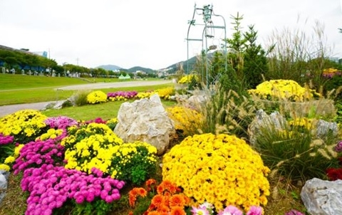 광주시 청석공원, 가을 국화로 새단장