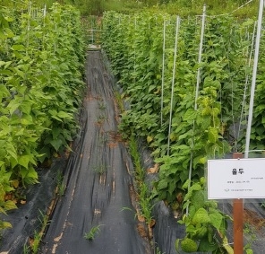 이천 율면 호랑이강낭콩(율두) 활용 융복합사업화 추진