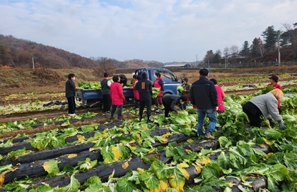 여주준법지원센터, 김장나눔 행사 일손돕기 지원