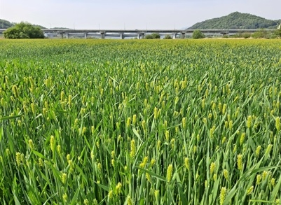 여주 당남리섬 경관농업단지 청보리 초록 물결 즐기세요