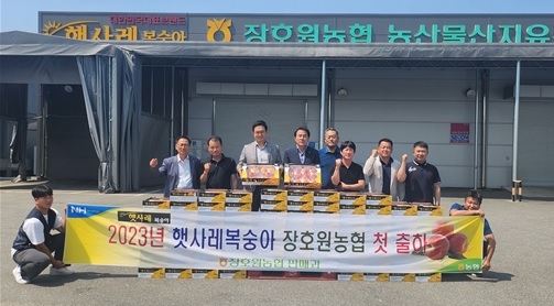 장호원농협 햇사레 복숭아 금년 첫 출하!!
