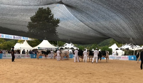 이천시, 제10회 이천시 홀스타인 품평회 개최