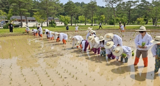 2025년 세종농사직설 모내기행사 추진